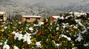 Sóller ist bekannt für die leckeren naturbelassenen Orangen und Zitronen!