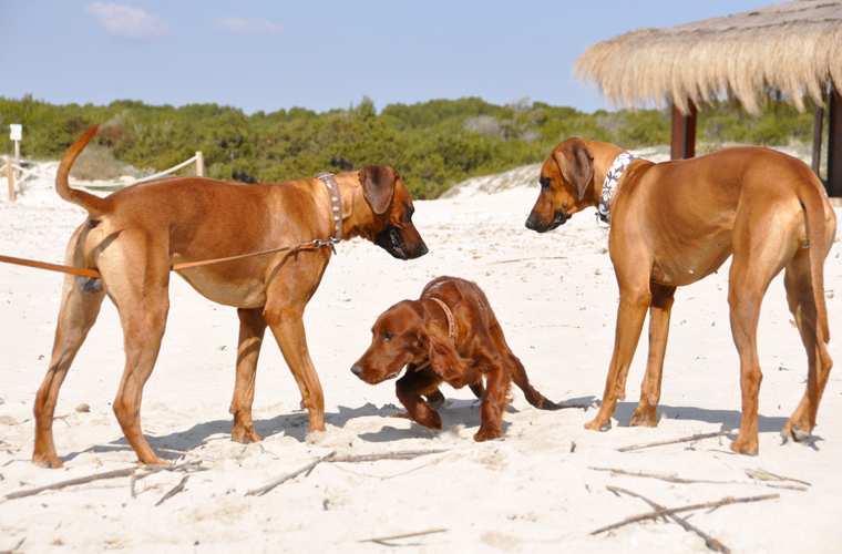 Das ist Kaisa, eine hübsche Setter-Dame, Abayomi kann seine Hormone kaum im Zaum halten und würde am liebsten gleich seine Gene weitergeben!