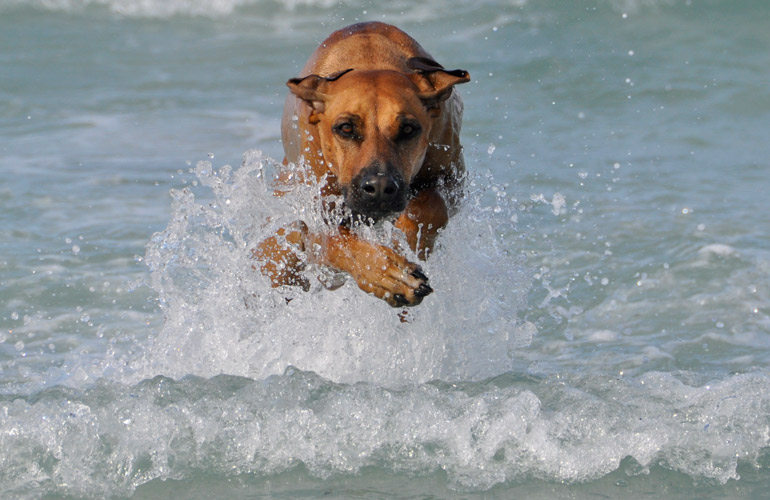 Anyawu hat eine Menge Spass im Wasser - gar nicht typisch Ridgeback! *g*