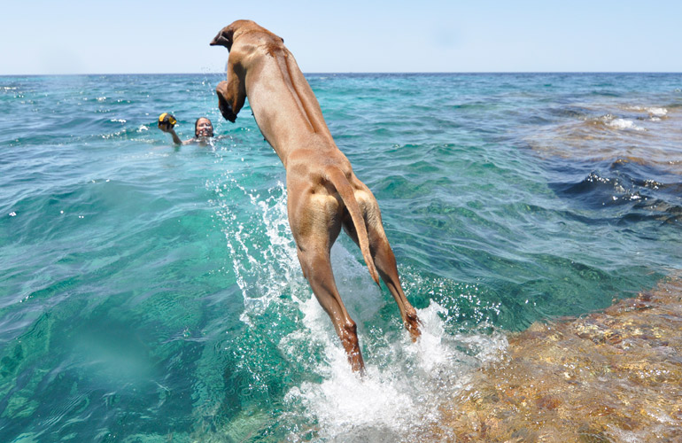Ridgeback´s mögen keine Wasser - nicht so unser Individualist - sie liebt den Sprung ins Meer!