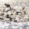 Getümmel im Wasser!