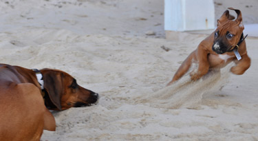 Der kleine Wirbelwind!
