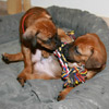 Toben mit meinem Bruder Herrn Rot...