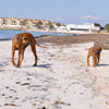 Gemeinsam den Strand entlang...