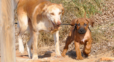 Luna und Awalani...