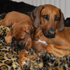 Kuschelalarm!